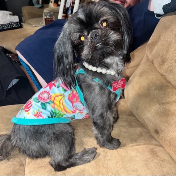 HP🎉NWT DOG NECKLACE - Picture 7 of 10